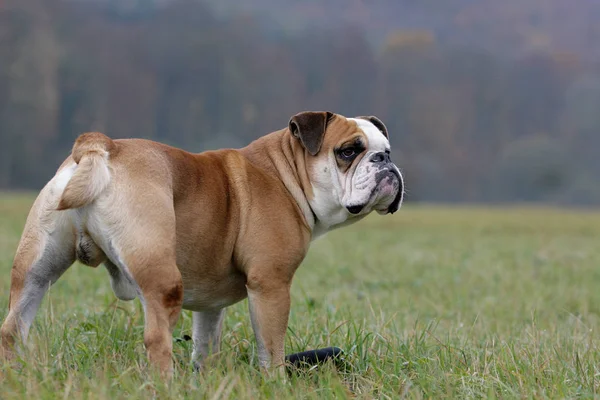 La_race_bouledogue_continental